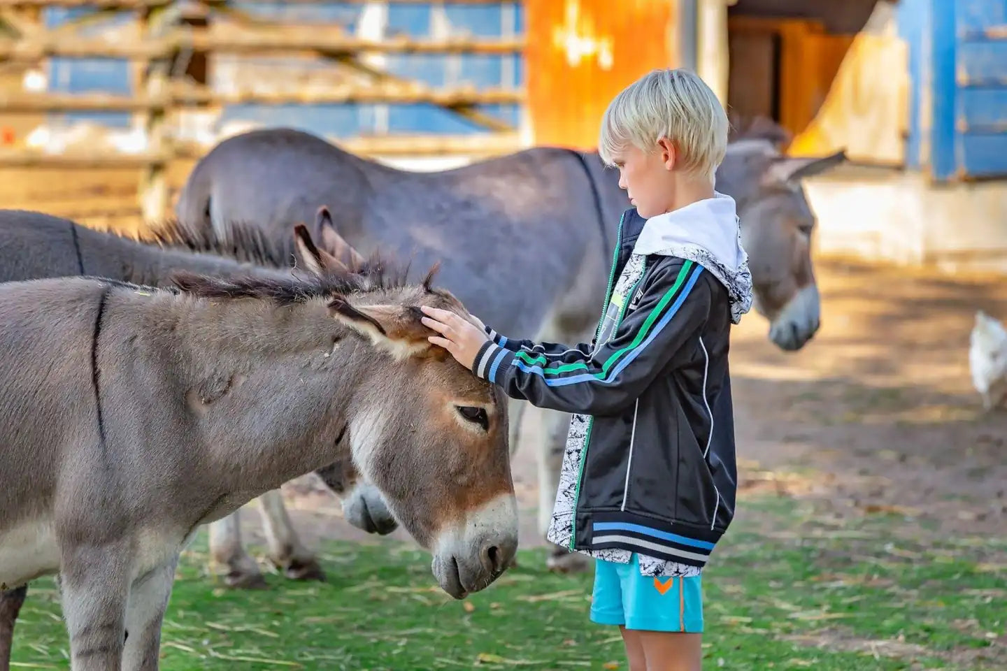 Zoo