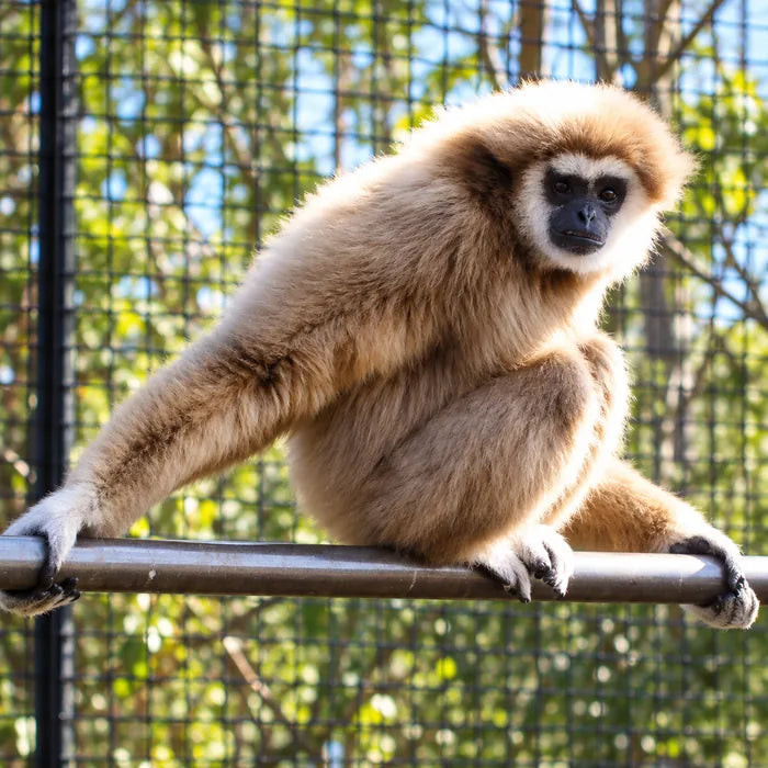 Gibbon