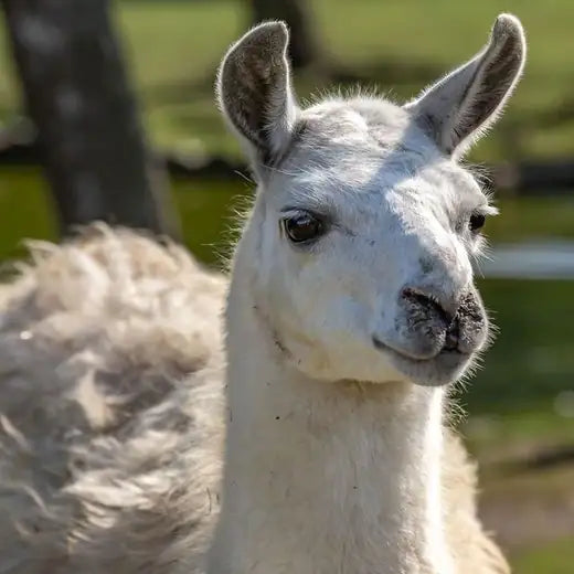 Lama