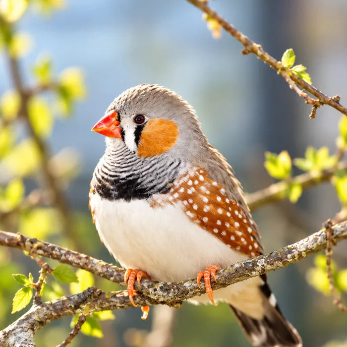 Zebrafinke