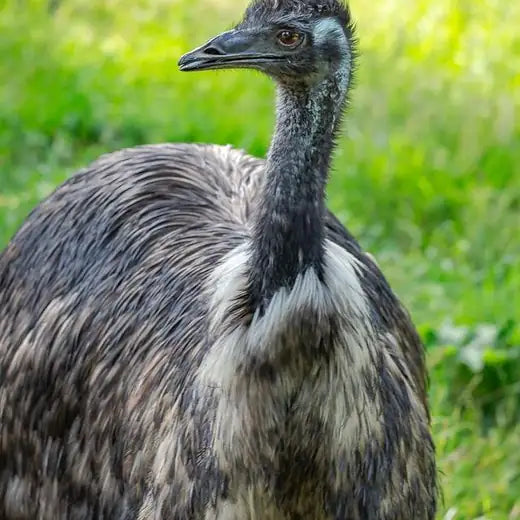 Emu