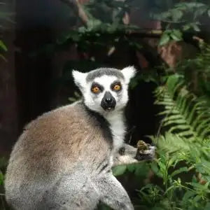 Lemur