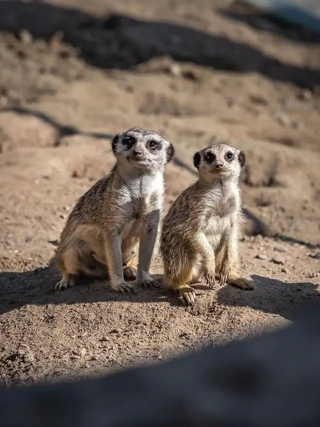 Zoo