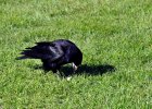 Braendesgaardshaven-Bornholm_01_05_2017-155.JPG