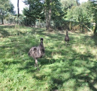 Grosser Emu