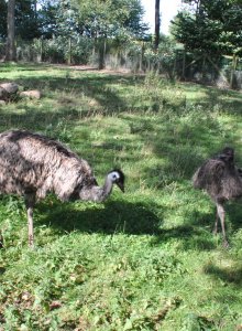 Grosser Emu