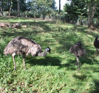 Emu