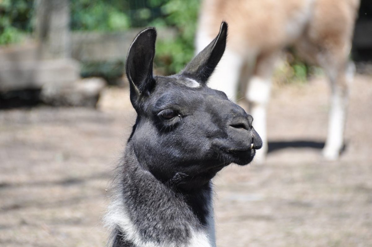 Lama Br endesg rdshaven