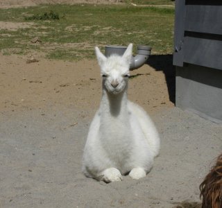 Lama