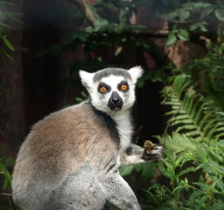 Lemur