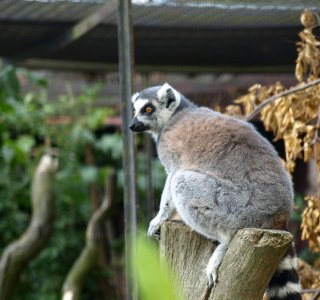 Lemur