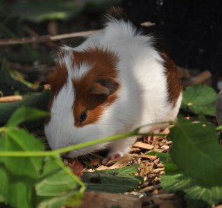 Meerschweinchen