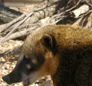 Nasenbär