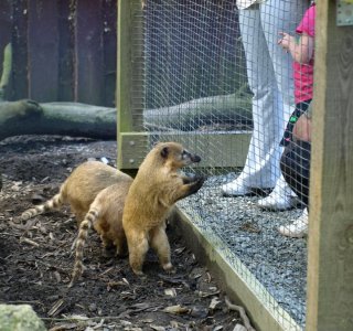 Nasenbär